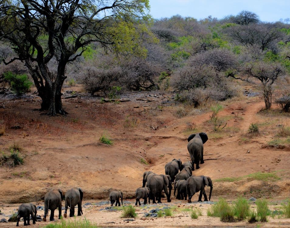 Mapungubwe National Park